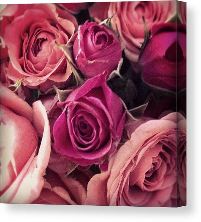Flowers Canvas Print featuring the photograph Bed of Roses by Katie Bodden
