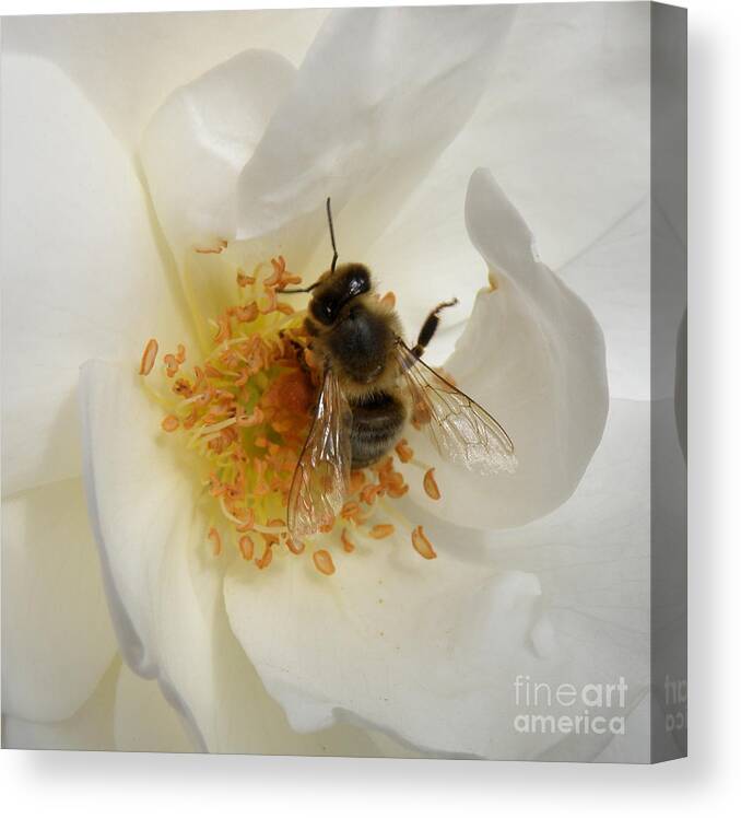 Bee Canvas Print featuring the photograph Bee in a White Rose by Lainie Wrightson