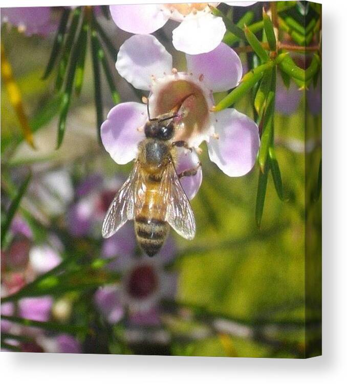 Westernaustralia Canvas Print featuring the photograph bee Stop :)) #nature #bees by Kristie Brown