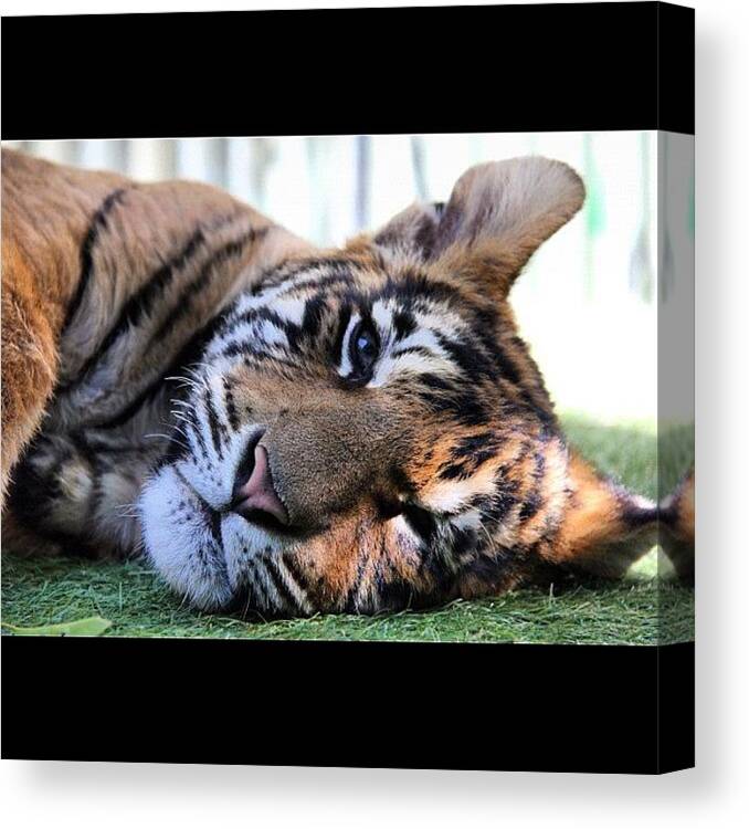 Cute Canvas Print featuring the photograph Bengal Tiger Cub by Avril O