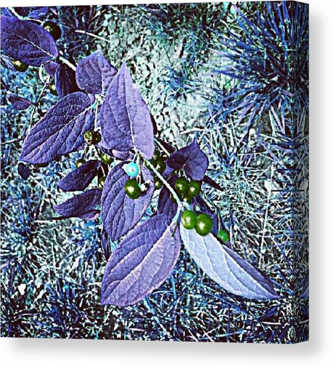 Plants Canvas Print featuring the photograph Berry Bush by Elisa Franzetta