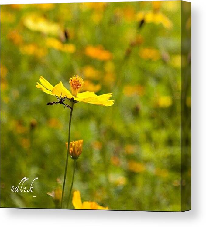 Instagram Canvas Print featuring the photograph Berteduh #photography #instagram #macro by Andhika Satya