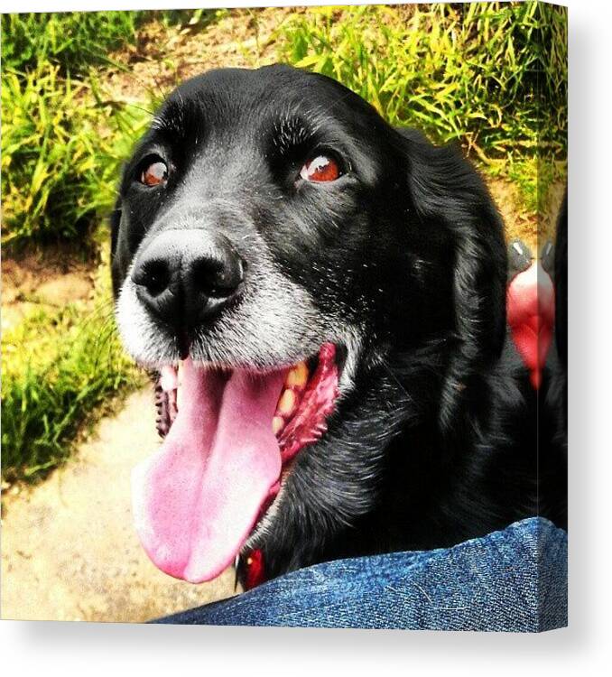 Instagram Canvas Print featuring the photograph Best Dog Ever #daisey #dog #happy by Marcus Peach
