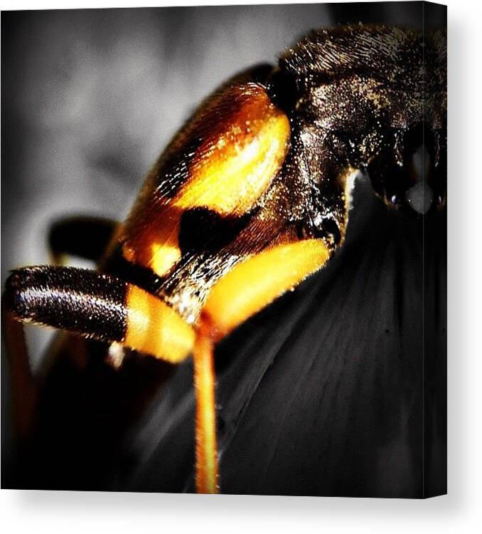 Coleopteran Canvas Print featuring the photograph Big Creep In The Garden In Black And by Sebastian Bernhardtz
