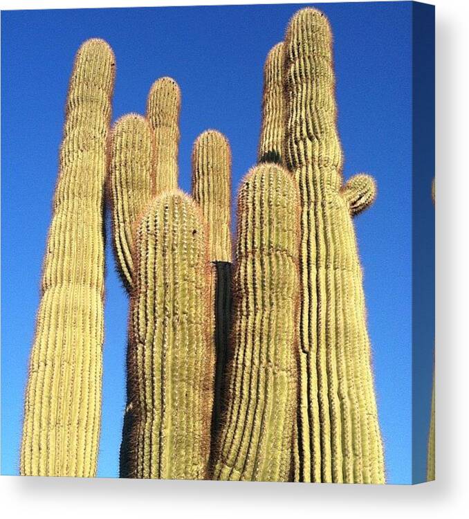 Nofilter Canvas Print featuring the photograph Big Ol Cactus At The Trail. #sunshine by John Schultz