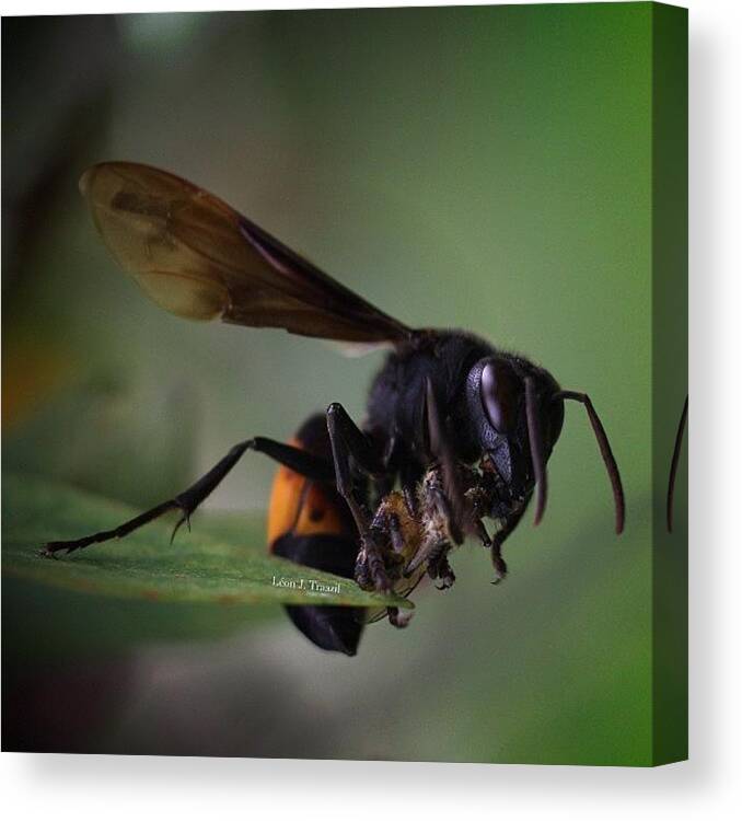  Canvas Print featuring the photograph Big Wasp Eats A Bee. Circle Of Life by Leon Traazil