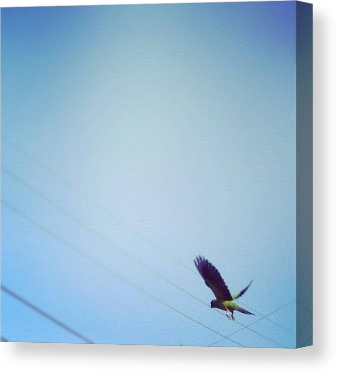 Blue Canvas Print featuring the photograph Bird And Powerlines by Emily W