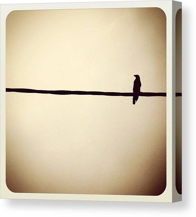 Beautiful Canvas Print featuring the photograph #bird #blackbird #brown #statigram by Angeline Mae