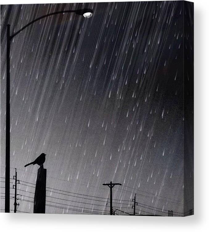 Iphone4 Canvas Print featuring the photograph #bird #night #rain #iphone4 by Judy Green