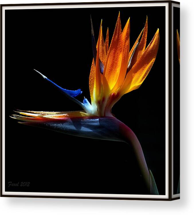Bird Canvas Print featuring the photograph Bird of Paradise Two Days Later by Farol Tomson