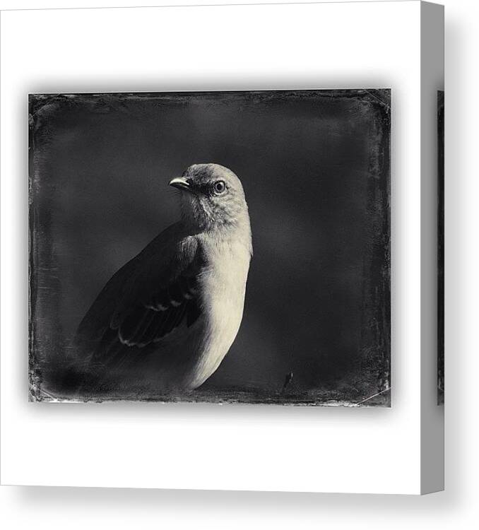 Wildlife Canvas Print featuring the photograph #birds #birdlovers #cultofbirds by Robb Needham