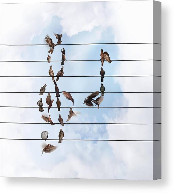 Square Canvas Print featuring the photograph Birds Forming Treble Clef And Quaver by Gandee Vasan