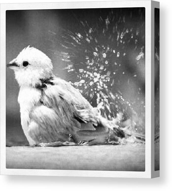 Blackandwhite Canvas Print featuring the photograph Birds Need Baths Too. #bird by Mary Carter