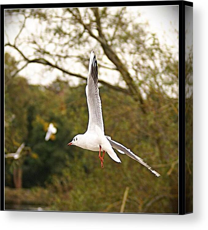 Beautiful Canvas Print featuring the photograph Black-headed Gull In Flight #gull by Polly Rhodes
