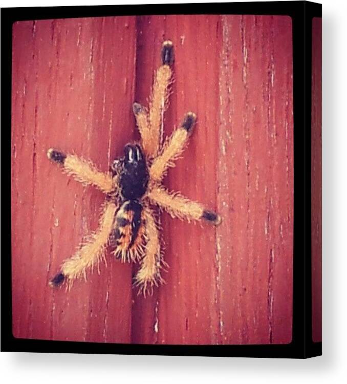  Canvas Print featuring the photograph Black Toed Tarantula- Guyana S.a by Vishal Joseph