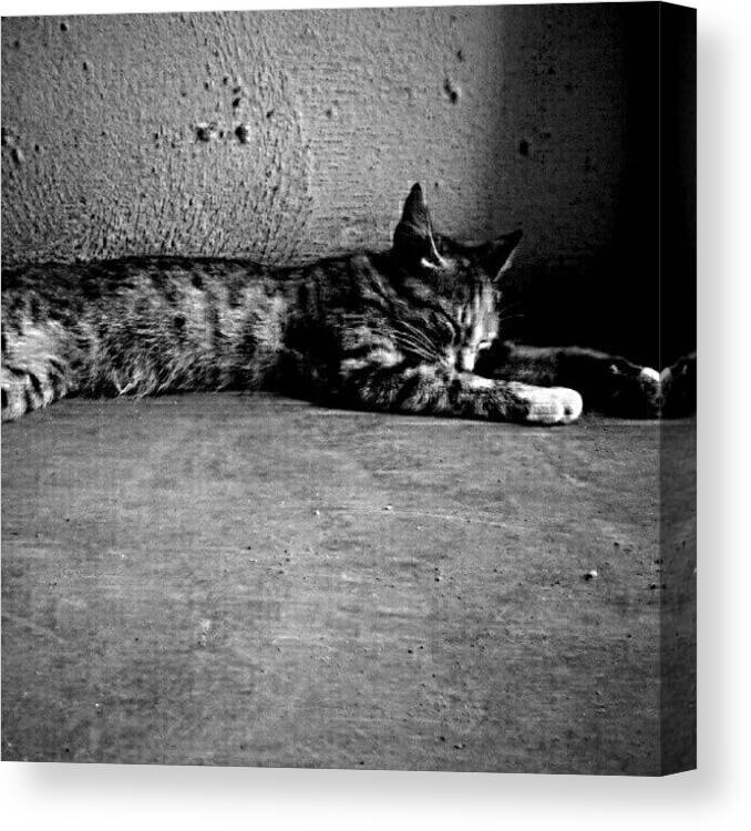 Beautiful Canvas Print featuring the photograph #blackandwhite #bw #black #white by Jimmy Rock