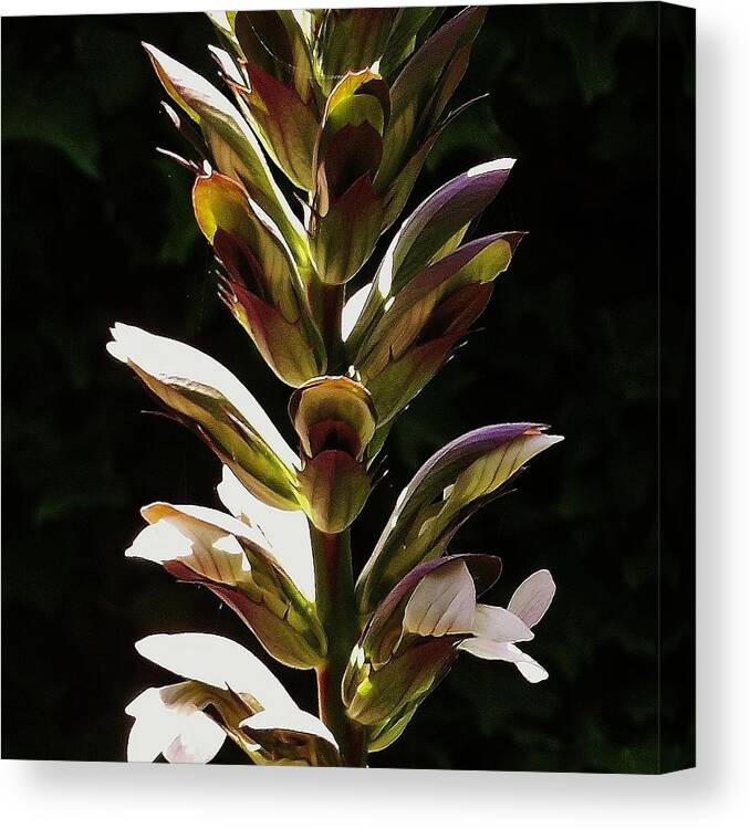 Flowers Canvas Print featuring the photograph Bloom 1 by Andrew Drozdowicz