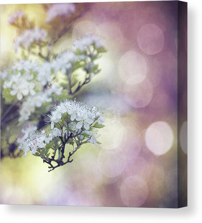 Texture Spring Blossom Bokeh Bloom White Green Blue Nature Canvas Print featuring the mixed media Blossom by Joel Olives