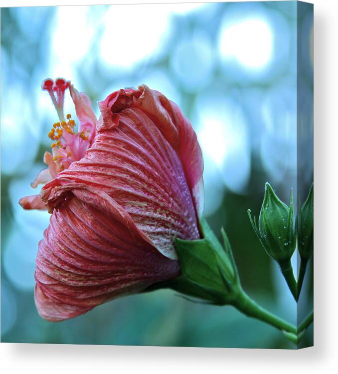 Floral Canvas Print featuring the photograph Blossoming Pink Hibiscus Flower by Karon Melillo DeVega