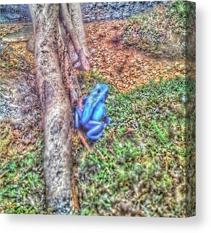 Blue Canvas Print featuring the photograph #blue #frog At The #zoo #awesome #green by Travis Albert