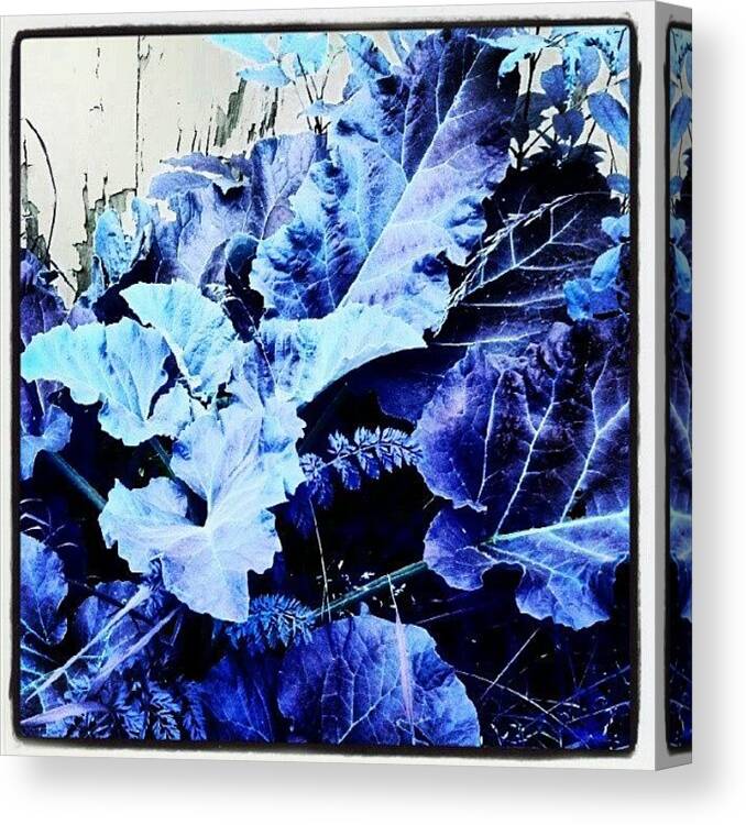 Blue Canvas Print featuring the photograph Blue Leaf Special #blue #android by Marianne Dow