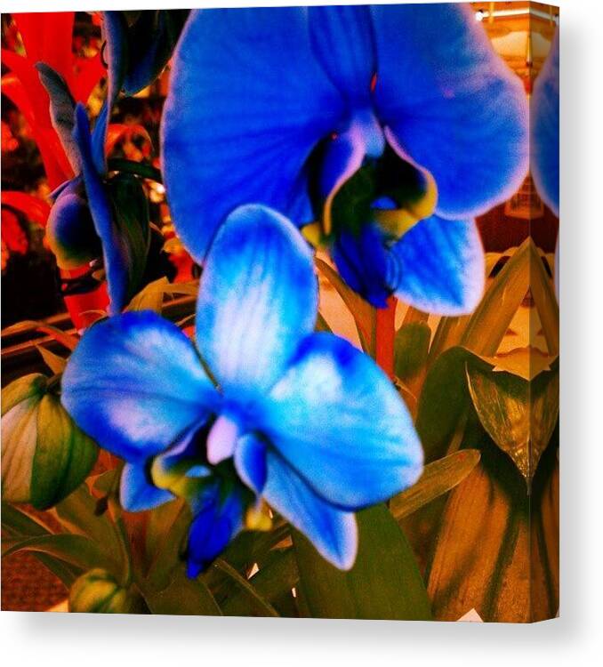 Blue Mystique Orchids Canvas Print featuring the photograph Blue Mystique Orchids by Rabecca Primeau