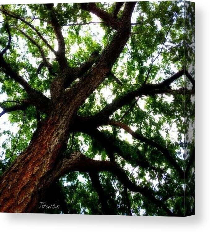 Treelove Canvas Print featuring the photograph Branch Love. #tree #insta_trees by Jess Gowan