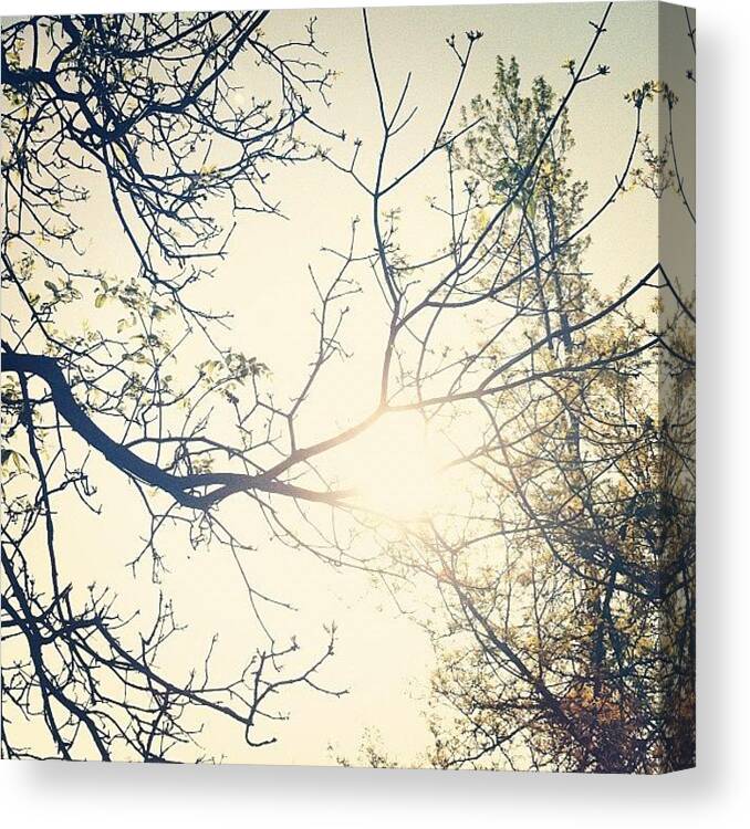 Branches Canvas Print featuring the photograph #branches #sun #outdoors #nature by Jenna Luehrsen