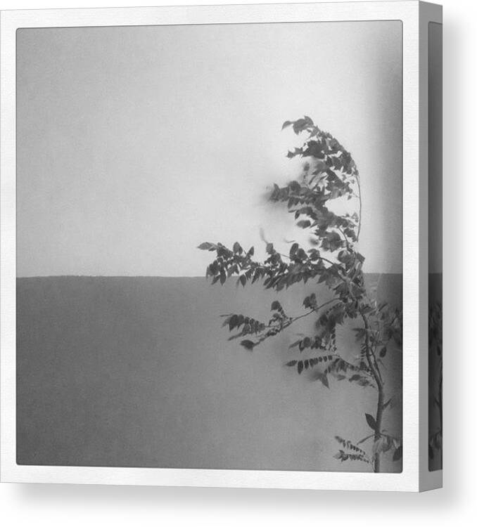  Canvas Print featuring the photograph Breeze! by Meenal Agarwal