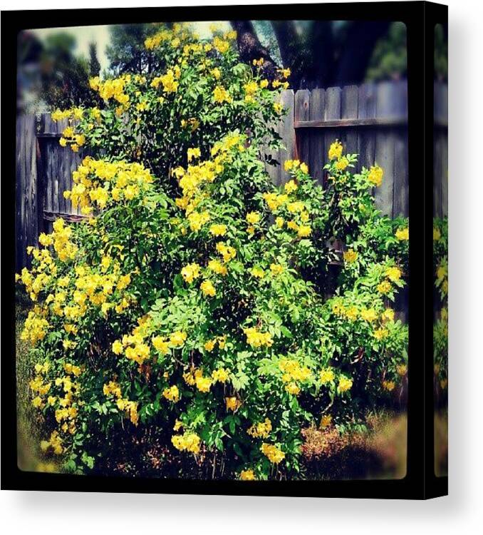 Beautiful Canvas Print featuring the photograph Bright Bush by Percy Bohannon