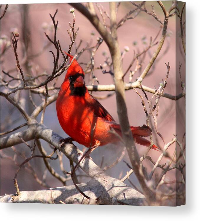 Nature Canvas Print featuring the photograph Bright Red by Travis Truelove