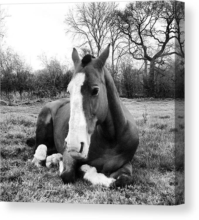 Summer Canvas Print featuring the photograph Bubba :* #geldings #horseeyeviewcontest by Caitlin Hay