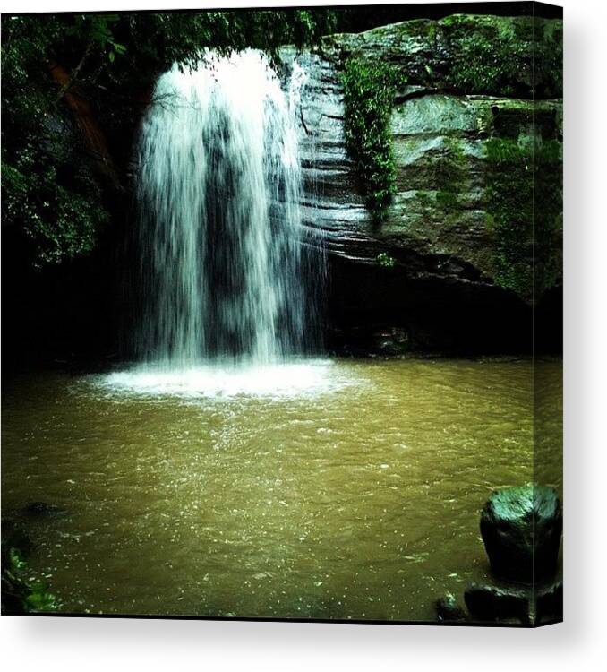 Australia Canvas Print featuring the photograph Buderim Forest Park 02/06/2012 #qld by Tony Keim