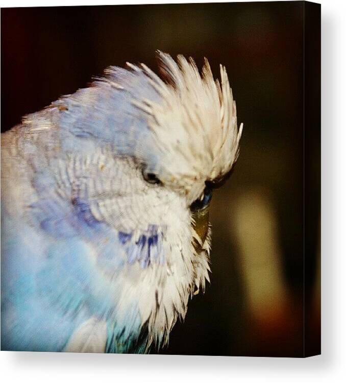Cute Canvas Print featuring the photograph #budgie #parakeet #bird #life #pet by Mish Hilas