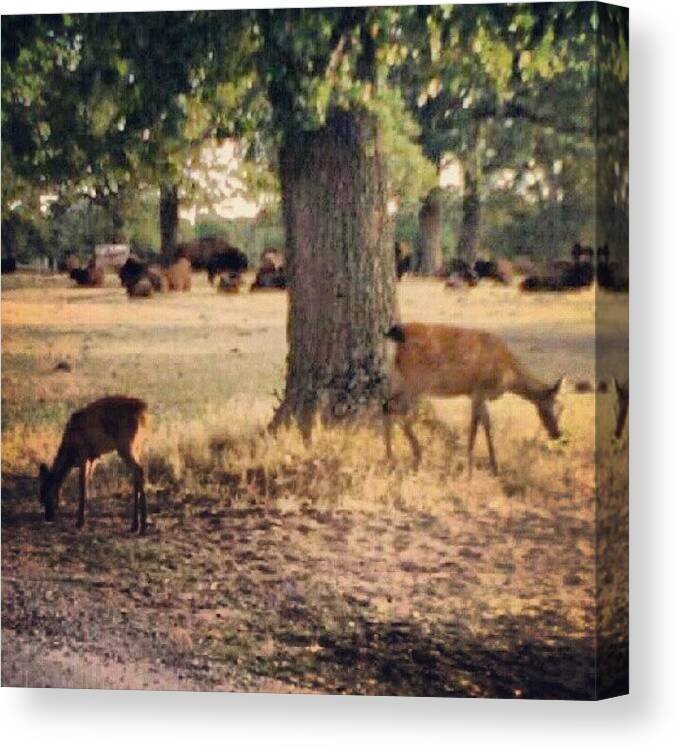 Wild Canvas Print featuring the photograph Buffalo And White Tale Deer #nature by Alien Alice