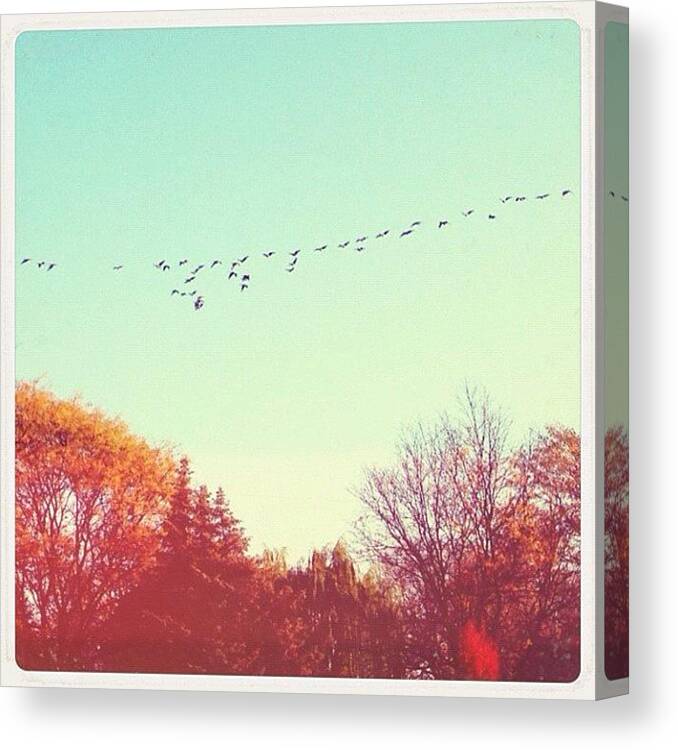  Canvas Print featuring the photograph *buh-bye Geese by Vanessa Ray