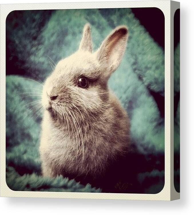 Cute Canvas Print featuring the photograph #bunny #dwarf #netherlanddwarf #cute by Samantha Huynh