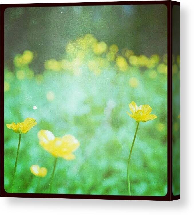 Meadow Canvas Print featuring the photograph #buttercups From Another #spring by Linandara Linandara