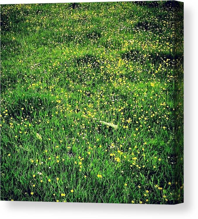 Buttercups Canvas Print featuring the photograph Buttercups by Nic Squirrell