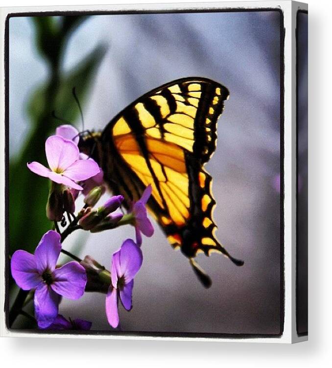 Maine Canvas Print featuring the photograph Butterfly by Amity Beane