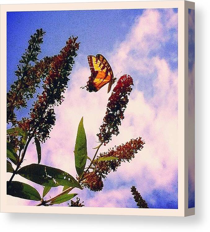 Butterfly Canvas Print featuring the photograph Butterfly and Sky by Lori Lynn Gager