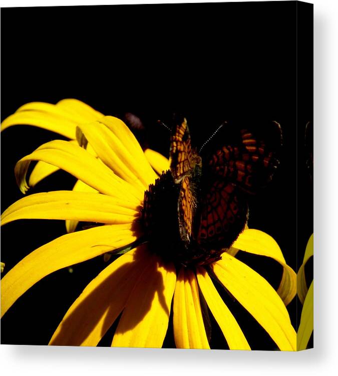 Butterfly Canvas Print featuring the photograph Butterfly Cup by Kim Galluzzo