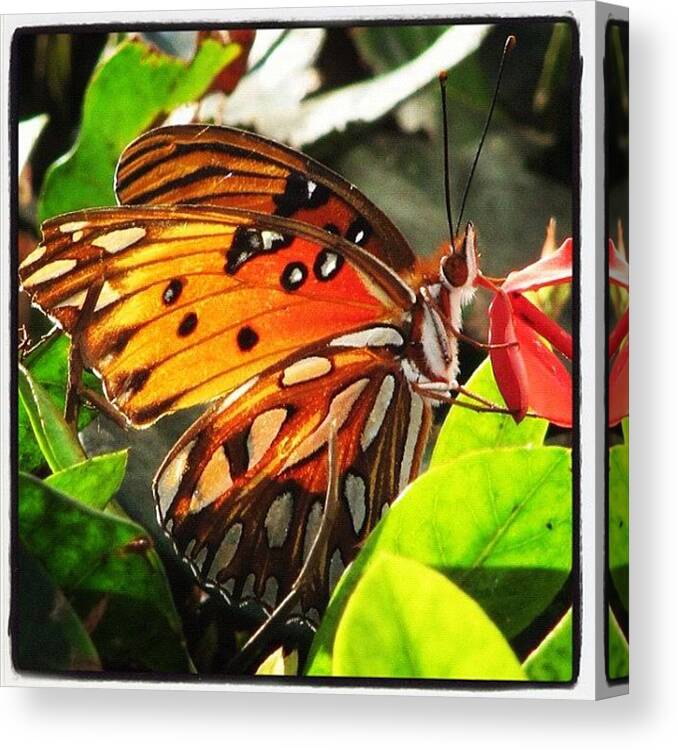 Butterfly Canvas Print featuring the photograph #butterfly #florida #insect by Michael Hughes