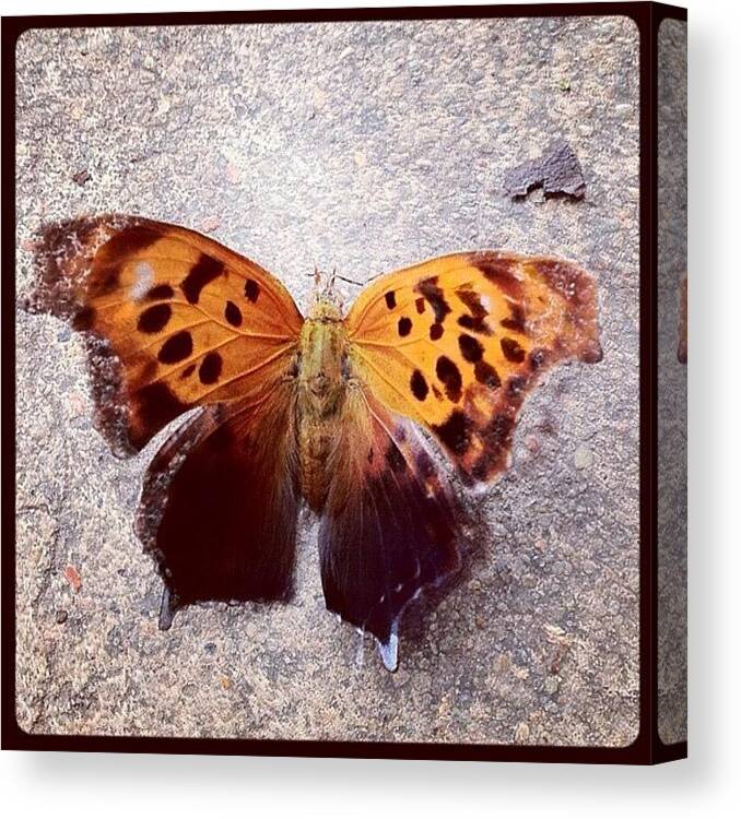 Butterfly Canvas Print featuring the photograph Butterfly Love! by Berlin Green