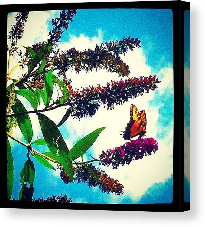 Butterfly Canvas Print featuring the photograph Butterfly Love by Lori Lynn Gager