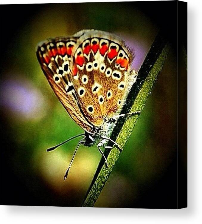 Englad Canvas Print featuring the photograph Butterfly by Mehmet Kali
