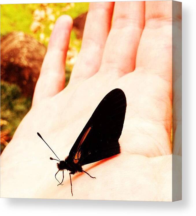 Butterfly Canvas Print featuring the photograph #butterfly #mindo #clubsocial by Martin Endara