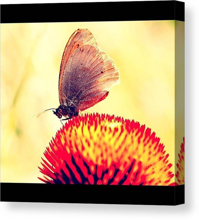 Pollination Canvas Print featuring the photograph Butterfly On Flower by Giuseppe Anello