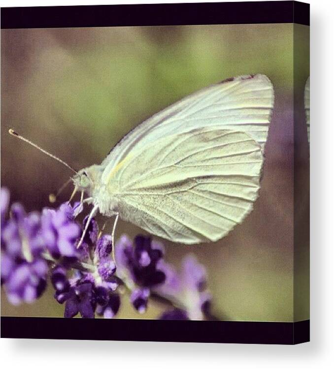 Butterfly Canvas Print featuring the photograph Butterfly Plant #longisland #flowers by Lisa Thomas