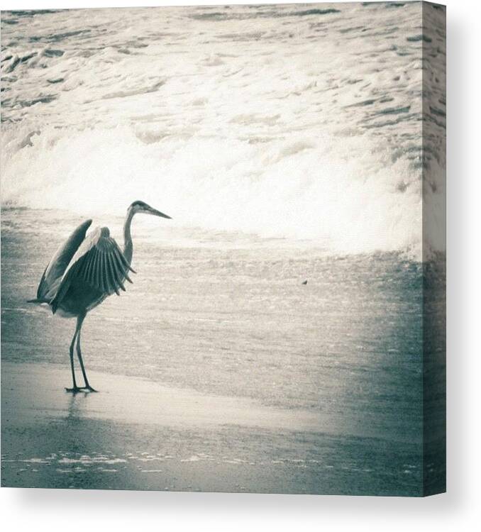 Bird_olympics Canvas Print featuring the photograph #bw #beach #birds #birdnerd by Tammy List